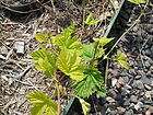 hops plants  