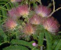 Silk Tree (Albizia julibrissin)   50 + SEEDS  