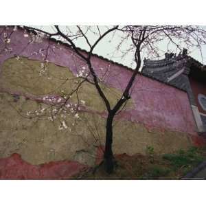 Plum Tree Near the Miao Fengshan Buddhist Temple in Beijing Premium 
