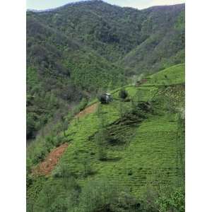  Tea Plantation in the Hills Near Trabzon in Anatolia, Turkey 