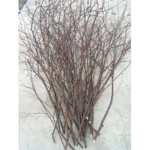 Birch Branches/ Twigs25  3 to 4 ft tall